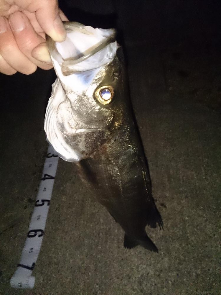 バチ抜けシーバス?