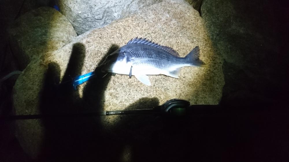 シーバス釣りたい