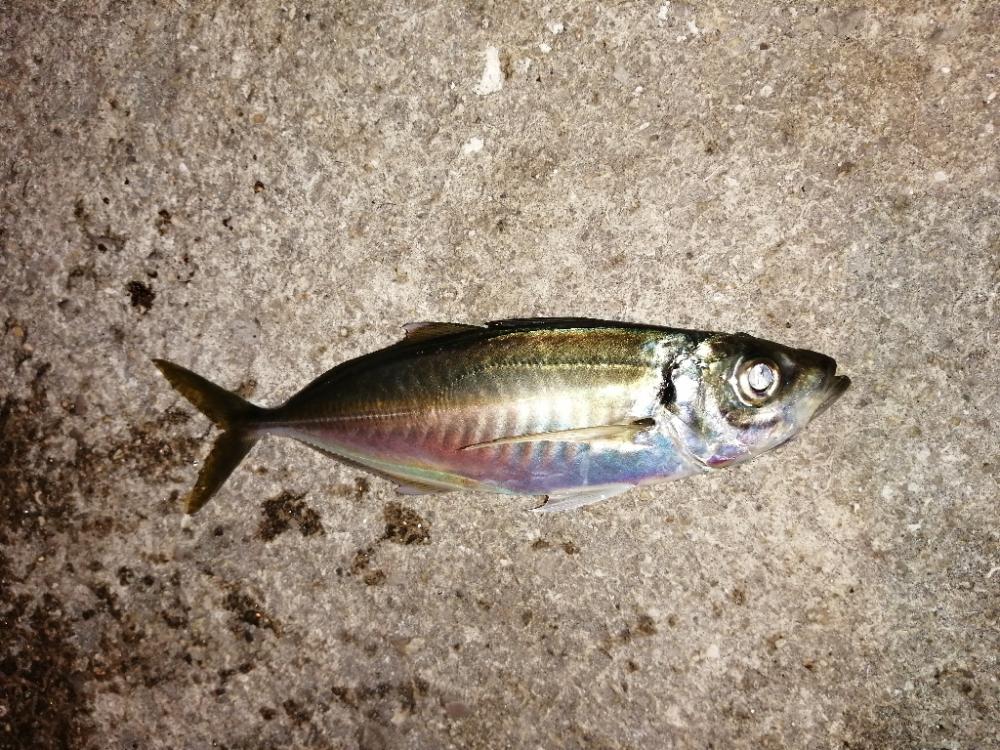 季節と釣果が反比例