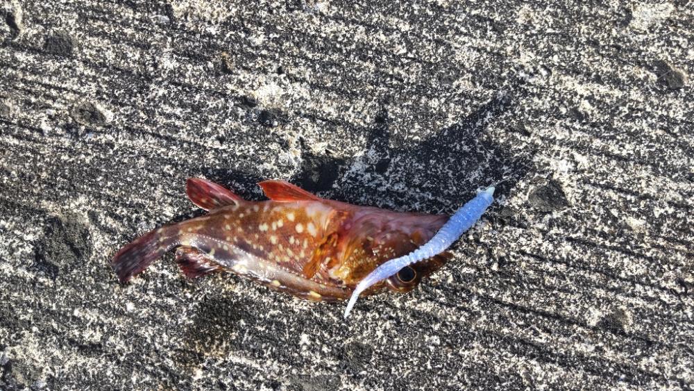 深日港に行ってみた