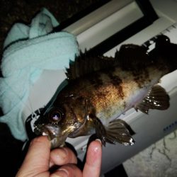 フロートゲーム~