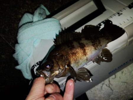 フロートゲーム~