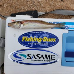 敦賀のキス上向き⤴️