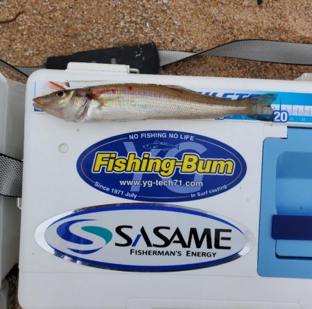 敦賀のキス上向き⤴️