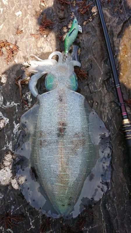 対馬エギング釣果……38
