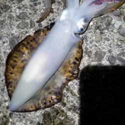 ナイトエギング