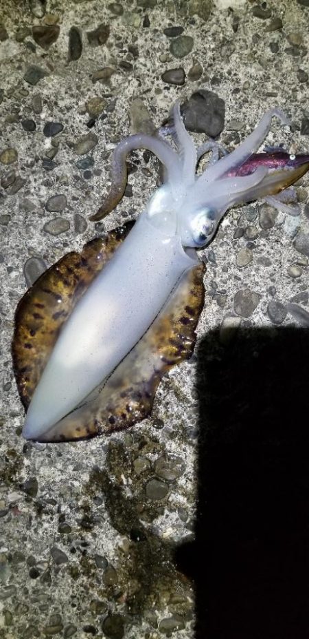 ナイトエギング