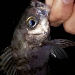 淡路島をランガンルアー