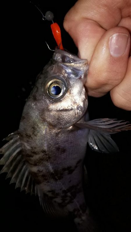 淡路島をランガンルアー