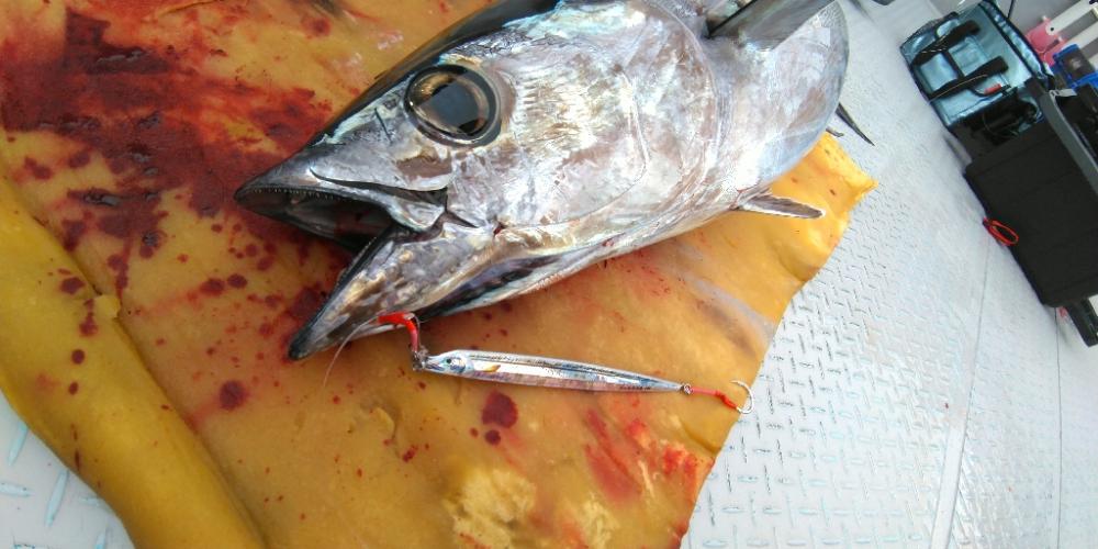 シーズン終盤のトンボジギング