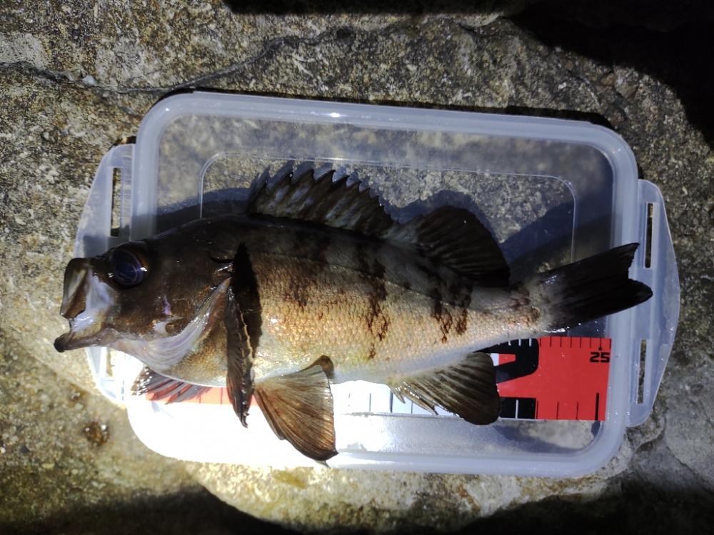 【メバリング】仕事終わり①