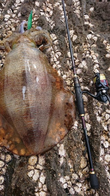 対馬エギング釣果……39