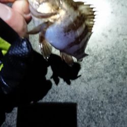 まだのようで。