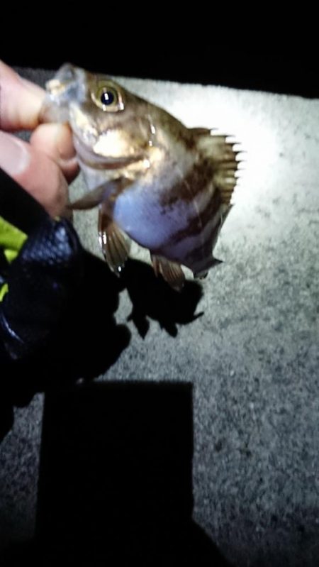 まだのようで。