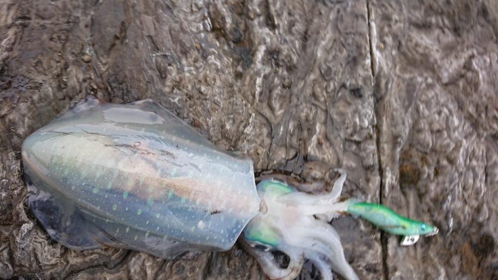 対馬エギング釣果……34