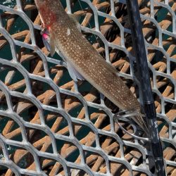 エクスチューン＆ステラSW6000XG鱗付けのつもりが…