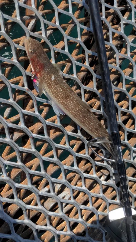 エクスチューン＆ステラSW6000XG鱗付…