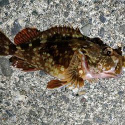 直江津にて春のカサゴ祭り