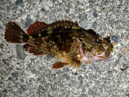 直江津にて春のカサゴ祭り