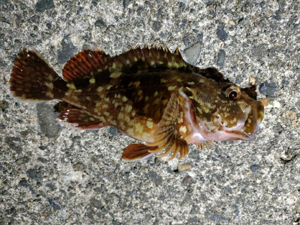 直江津にて春のカサゴ祭り