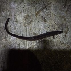 ぶっこみ釣り、ショアジギング不発