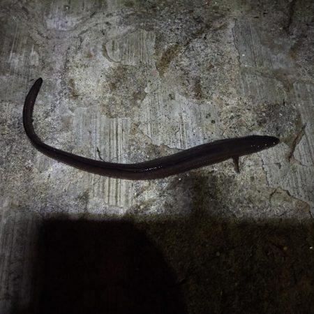 ぶっこみ釣り、ショアジギング不発