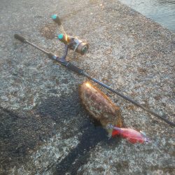 幸せの幸ちゃんとボラ