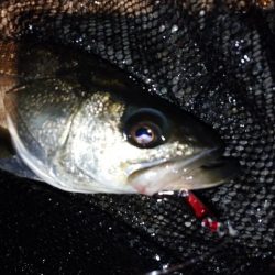 バチ抜けシーバス