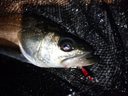 バチ抜けシーバス