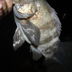 メバル行ってきたよ!