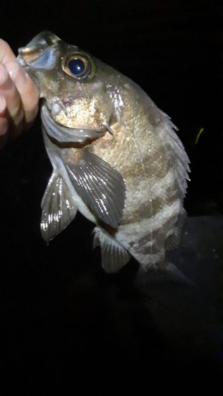 メバル行ってきたよ!