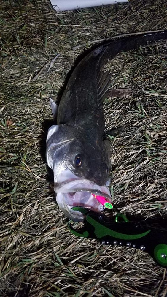 我慢した甲斐があった