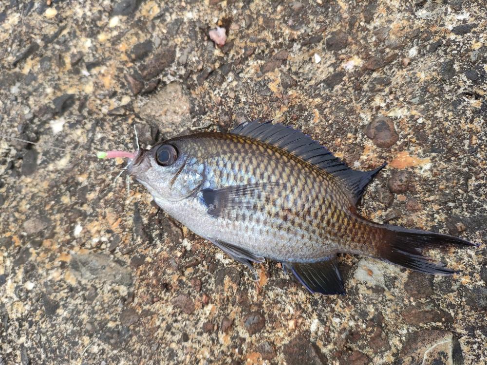 深日漁港 エビ撒きメバル