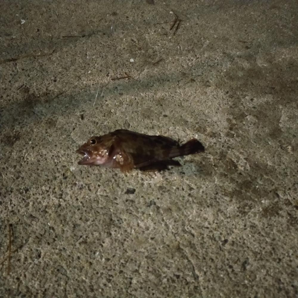 ウキ釣り、ショアジギング不発