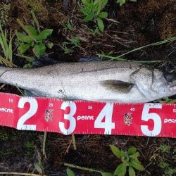 雨が降ったらリバーシーバス