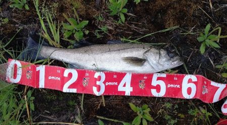 雨が降ったらリバーシーバス