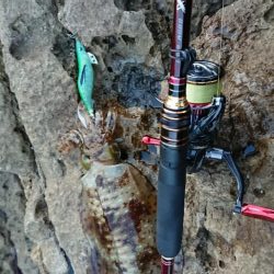 対馬エギング釣果……35