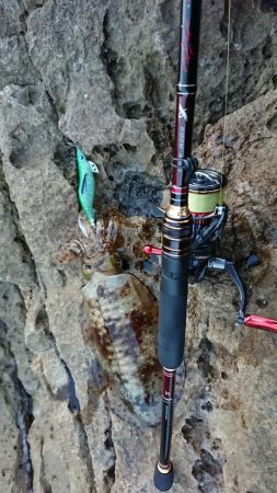 対馬エギング釣果……35