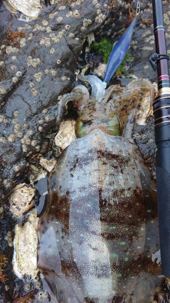 対馬エギング釣果……44