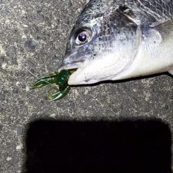 チニング　ワーム３インチ