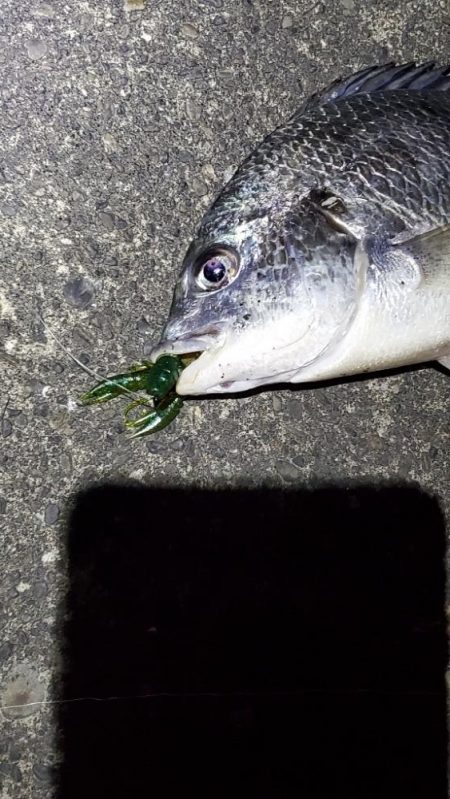 チニング　ワーム３インチ