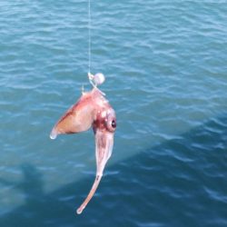 イカでカレイを釣る