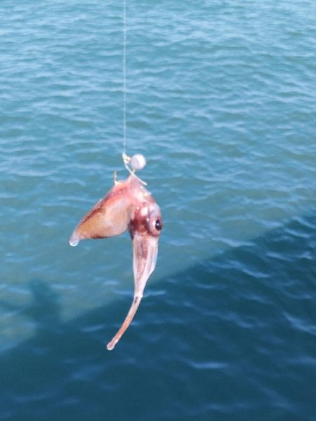 イカでカレイを釣る