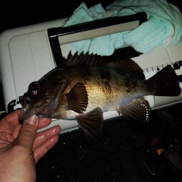 尺メバル(泣)フロートゲーム