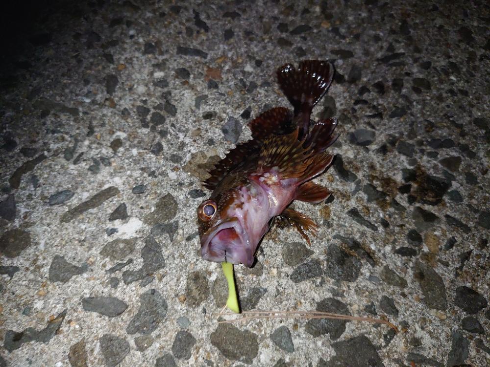 ∞Gからのメバル!