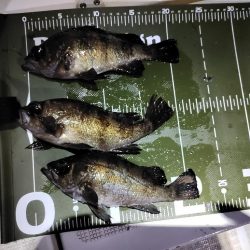 ボートメバリング