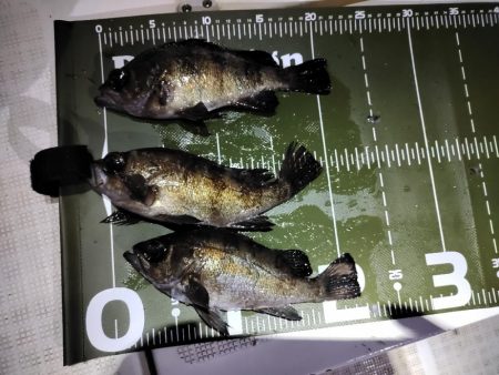 ボートメバリング