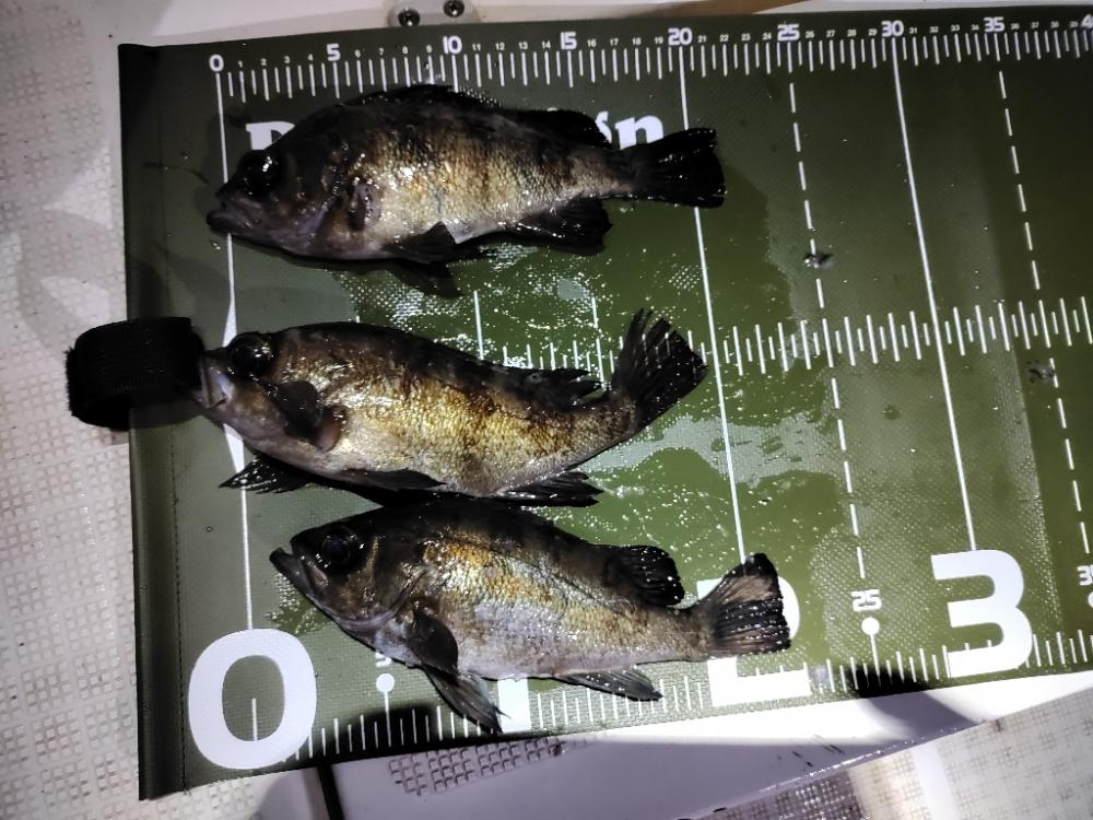 ボートメバリング