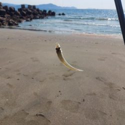 再びキス釣りへ