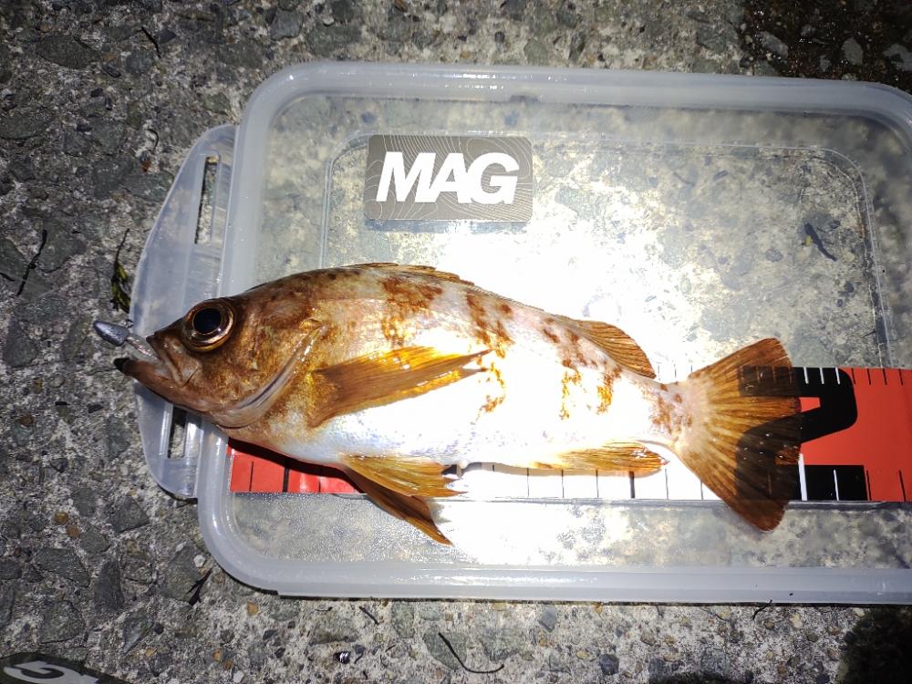 【メバリング】休日①